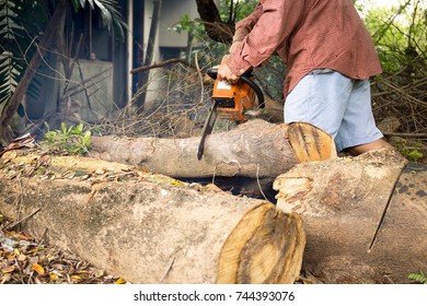 Professional chainsaw blade cutting log of wood in forest - Shutterstock ID 744393076