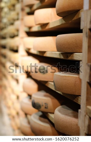 Professional cheese aging cellar for Comte, cow milk cheese wheel only traditionally made in Jura, France