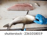 Professional chef cleaning cutting and filleting raw whitefish close-up. Process of cooking seafood dishes using sharp knife.