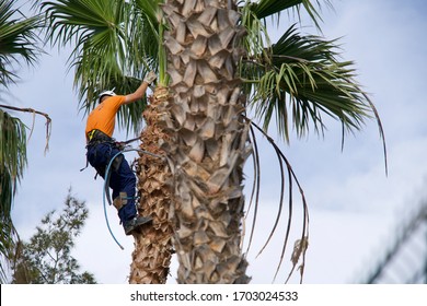 Professional cutting back a palm tree