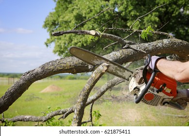 Professional is cutting trees using a chainsaw 
