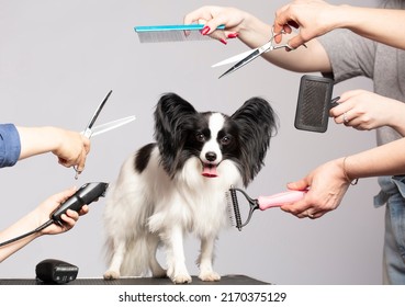 Professional dog care in a specialized salon. Groomers hold tools in their hands on a gray background. Papillon dog on the background of a grooming tool. - Shutterstock ID 2170375129