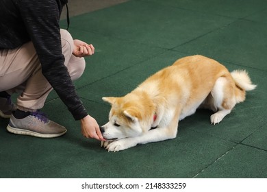 Professional Dog Trainer Practicing Obedience Commands For Agility Performance. Perfect Footwork