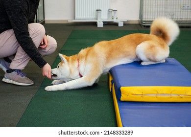 Professional Dog Trainer Practicing Obedience Commands For Agility Performance. Perfect Footwork