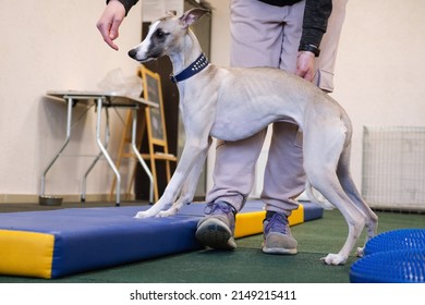 Professional Dog Trainer Practicing Obedience Commands For Agility Performance. Perfect Footwork