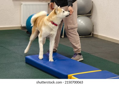 Professional Dog Trainer Practicing Obedience Commands For Agility Performance. Perfect Footwork