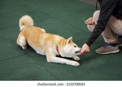 Professional Dog Trainer Practicing Obedience Commands For Agility Performance. Perfect Footwork