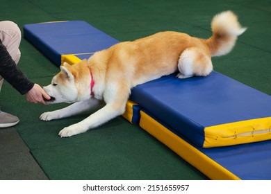 Professional Dog Trainer Practicing Obedience Commands For Agility Performance. Perfect Footwork