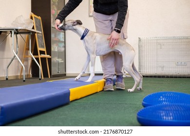 Professional Dog Trainer Practicing Obedience Commands For Agility Performance. Perfect Footwork