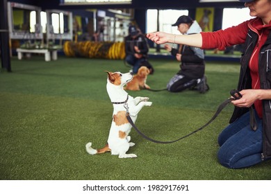 Professional Dog Trainer Practicing The Stand Command