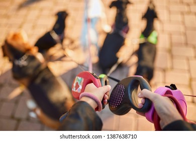 Professional Dog Walker - Leash Close Up
