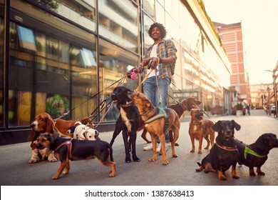 Professional Dog Walker Man In The Street With Lots Of Dogs
