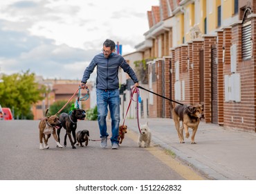 Professional Dog Walker Or Pet Sitter Walking A Pack Of Cute Different Breed And Rescue Dogs On Leash At City Street.