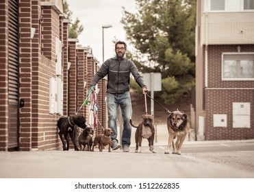 Professional Dog Walker Or Pet Sitter Walking A Pack Of Cute Different Breed And Rescue Dogs On Leash At City Street.