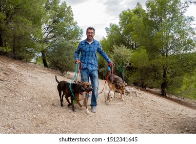 Professional Dog Walker Or Pet Sitter Walking A Pack Of Cute Different Breed And Rescue Dogs On Leash In The Park. Happy Pets And Dog Lovers Start Up Small Business.