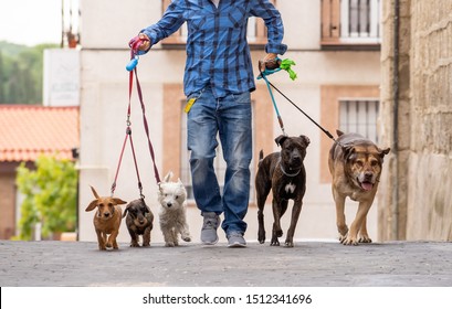 Professional dog walker or pet sitter walking a pack of cute different breed and rescue dogs on leash at city street.