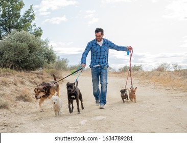 Professional Dog Walker Or Pet Sitter Walking A Pack Of Cute Different Breed And Rescue Dogs On Leash In The Park. Happy Pets And Dog Lovers Start Up Small Business.