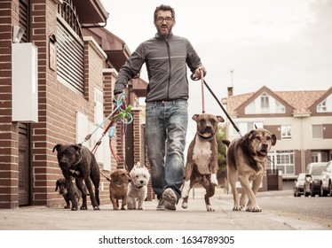 Professional Dog Walker Or Pet Sitter Walking A Pack Of Cute Different Breed And Rescue Dogs On Leash At City Street.