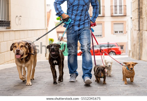 Professional dog\
walker or pet sitter walking a pack of cute different breed and\
rescue dogs on leash at city\
street.