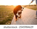 Professional dog walker, dog sitter walking Bernese mountain dog on leash along sidewalk at sunset on sunny day. Dog walking, pet care concept. Walking outside with large pet, pet with owner on walk