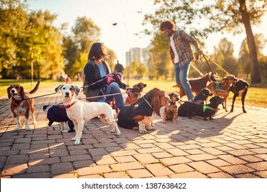 Professional Dog Walker In The Street With Lots Of Dogs
