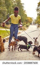 Professional Dog Walker In The Street With Lots Of Dogs