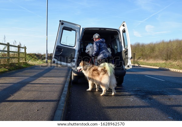 Professional Dog Walker\
Transporting Animals.\
