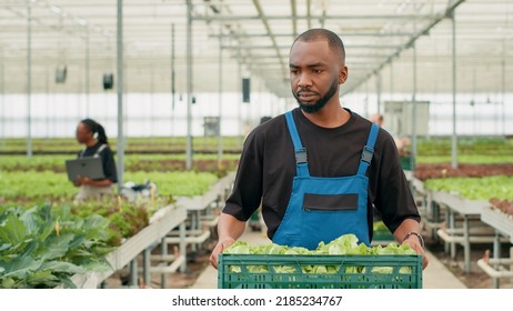 Professional Farm Worker Walking And Holding Crate With Fresh Lettuce While Pickers With Laptop Prepare Delivery For Online Orders. Organic Food Grower With Batch Of Bio Salad Grown In Greenhouse.