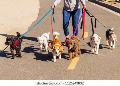 Professional female dog walker walking a pack of small dogs on park trail