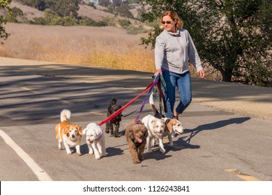 Professional Female Dog Walker Walking A Pack Of Small Dogs On Park Trail