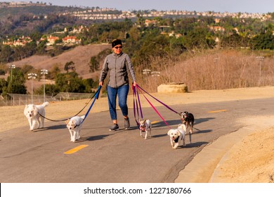 Professional Female Dog Walker Walking A Pack Of Small Dogs On A Park Trail