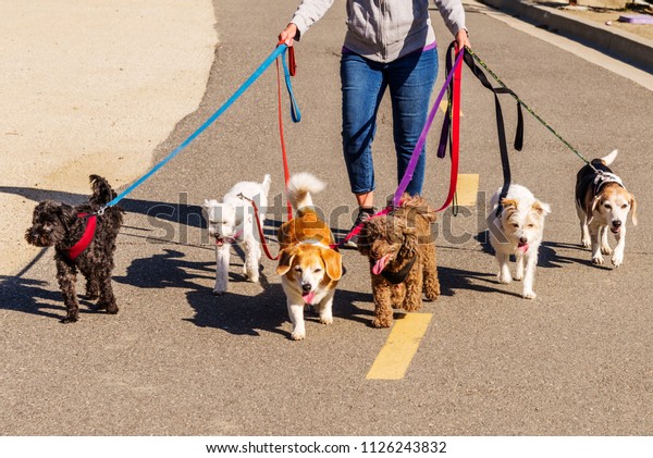 small dog pack