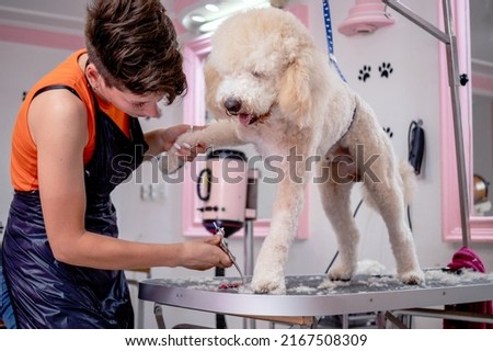 A professional female groomer is giving a haircut to a sweet poodle on a grooming table in a beauty salon for dogs.