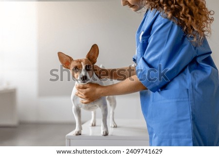 Professional female vet in blue scrubs carefully checking the health of an alert small dog standing on an examination table in a bright clinic