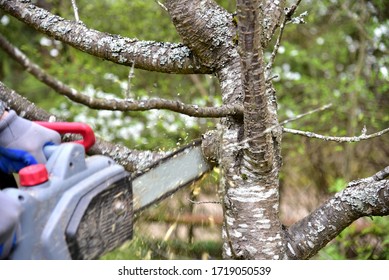 Professional gardener cuts branches on a old tree, with using a chain saw. Trimming trees with chainsaw in backyard home. Cutting fire wood in village. Caring for nature, ecology and improvement