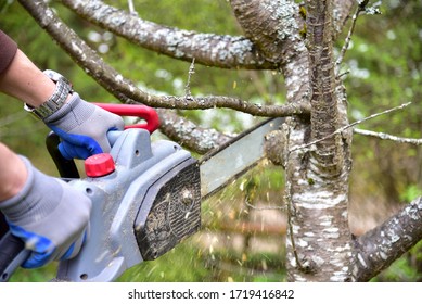 Professional gardener cuts branches on a old tree, with using a chain saw. Trimming trees with chainsaw in backyard home. Cutting fire wood in village. Caring for nature, ecology and improvement