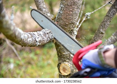 Professional Gardener Cuts Branches On A Old Tree, With Using A Chain Saw. Trimming Trees With Chainsaw In Backyard Home. Cutting Firewood In Village. Small Sharpness, Possible Granularity