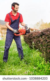 Professional gardener dressed with safety overalls using an hedge clipper
