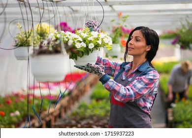 Professional gardener producing flowers in a greenhouse.  Watering plants, fertilizing, growth check and flowering control . Everyday routine of flower producer. - Powered by Shutterstock