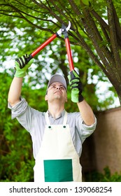 Professional Gardener Pruning A Tree 