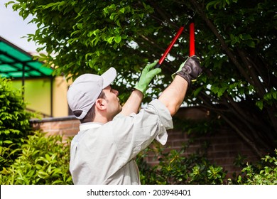 Professional Gardener Pruning A Tree