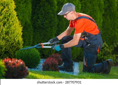 Professional Gardener At Work. Gardener Trimming Garden Plants. Topiary Art.