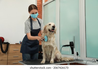 Professional Groomer Brushing Fur Of Cute Dog In Pet Beauty Salon. Space For Text