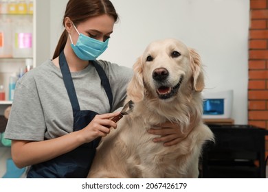 Professional Groomer Brushing Fur Of Cute Dog In Pet Beauty Salon