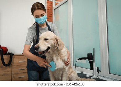 Professional Groomer Brushing Fur Of Cute Dog In Pet Beauty Salon. Space For Text