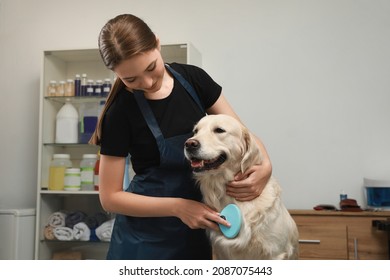 Professional Groomer Brushing Fur Of Cute Dog In Pet Beauty Salon