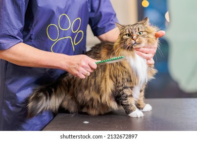 Professional groomer brushing Maine Coon cat hair