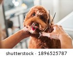 Professional groomer cut fur with scissors and clipper at the little smile dog labradoodle. Funny dog sitting at the grooming salon or vet clinic and looked trustingly