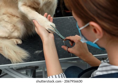 Professional Groomer Cutting Fur Of Cute Dog With Scissors In Pet Beauty Salon, Closeup