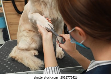 Professional Groomer Cutting Fur Of Cute Dog With Scissors In Pet Beauty Salon, Closeup